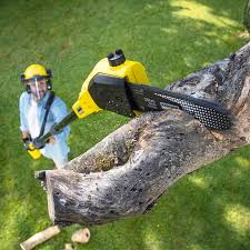 Best Commercial Tree Services  in Hayden, ID