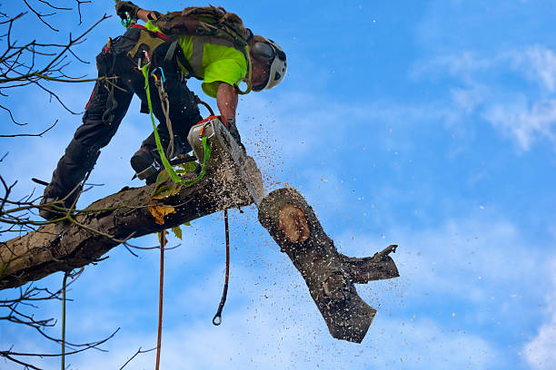 Best Arborist Consultation Services  in Hayden, ID